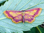 idaea_muricata_hz7951