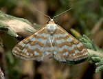 idaea_sericeata_jh7144s