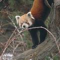 Ailurus_fulgens_ad9144