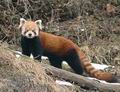 Ailurus_fulgens_ad9146