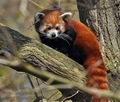 Ailurus_fulgens_bx0533