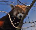 Ailurus_fulgens_bx0578