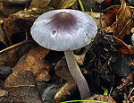 inocybe_lilacina_bv1815