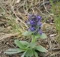 Ajuga_genevensis_aa9518