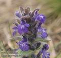 Ajuga_genevensis_aa9523