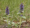 Ajuga_genevensis_aa9531