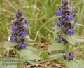 Ajuga_genevensis_aa9543