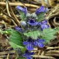 Ajuga_genevensis_bc2800