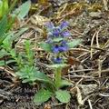 Ajuga_genevensis_bc2806