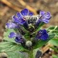 Ajuga_genevensis_bc2810