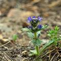 Ajuga_genevensis_bc2819