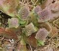 Ajuga_pyramidalis_aa6058