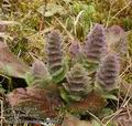 Ajuga_pyramidalis_aa6061