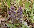 Ajuga_pyramidalis_aa7444