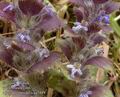 Ajuga_pyramidalis_aa7449