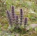 Ajuga_pyramidalis_aa7467