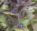 Ajuga_pyramidalis_aa8271