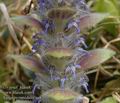 Ajuga_pyramidalis_aa8275