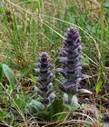 Ajuga_pyramidalis_bt5561