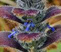 Ajuga_pyramidalis_bt5569