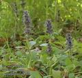 Ajuga_reptans_aa8421