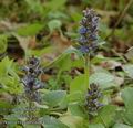 Ajuga_reptans_aa8426