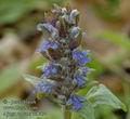 Ajuga_reptans_aa8434