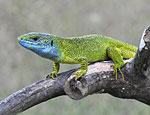 lacerta_viridis_f0229