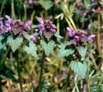 lamium_purpureum_4817