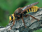 laphria_aurea_al0525