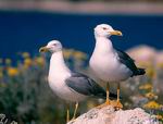 larus_cachinans_2388