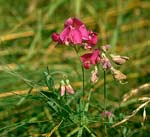 lathyrus_odoratus_4485