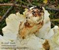 Albatrellus_subrubescens_jd5030