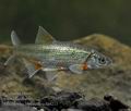 Alburnoides_bipunctatus_he4215