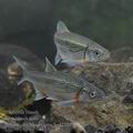 Alburnoides_bipunctatus_he4277