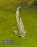 Alburnus_alburnus_pb081036