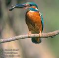 Alcedo_atthis_11176