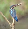 Alcedo_atthis_11872