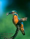 Alcedo_atthis_2121