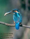 Alcedo_atthis_2122