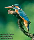 Alcedo_atthis_6192