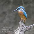 Alcedo_atthis_ed1536