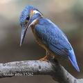 Alcedo_atthis_f5262