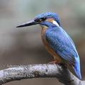 Alcedo_atthis_f5276