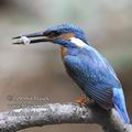 Alcedo_atthis_f5292