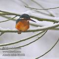 Alcedo_atthis_fd3552