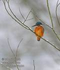 Alcedo_atthis_fd3554