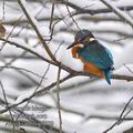 Alcedo_atthis_g0609