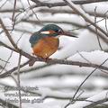 Alcedo_atthis_g0635