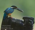 Alcedo_atthis_kb6126